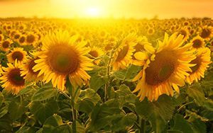 《山東省畜禽遺傳改良計(jì)劃實(shí)施管理辦法（試行）》解讀