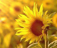 又來(lái)1萬(wàn)噸！第七批中央豬肉儲(chǔ)備11月4日投放