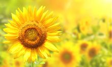 國家統(tǒng)計(jì)局：2023年3月下旬豆粕價格環(huán)比下跌6.8%