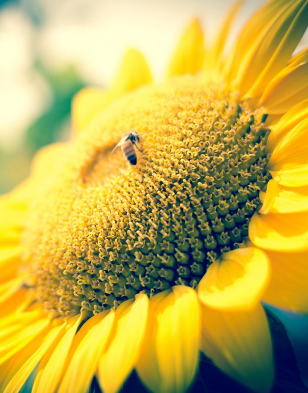 截至4月27日當(dāng)周，美國(guó)對(duì)中國(guó)銷售20萬(wàn)噸大豆