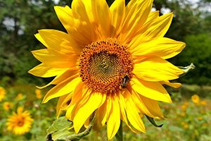 發(fā)改委：6月第2周蛋料比價為2.67，預(yù)計蛋價仍有下降風(fēng)險